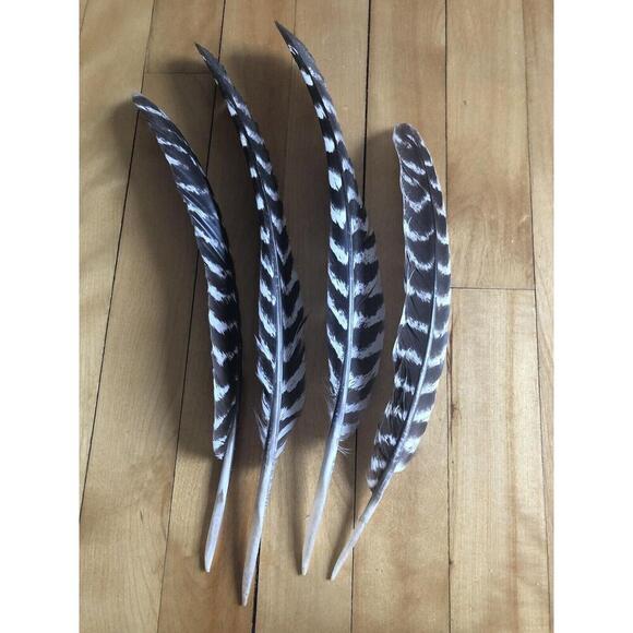 WILD TURKEY FEATHER Real Foraged Massachusetts 9 - 12 inch Set of three feathers - Picture 5 of 5